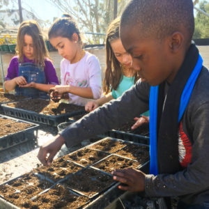 mojave springs